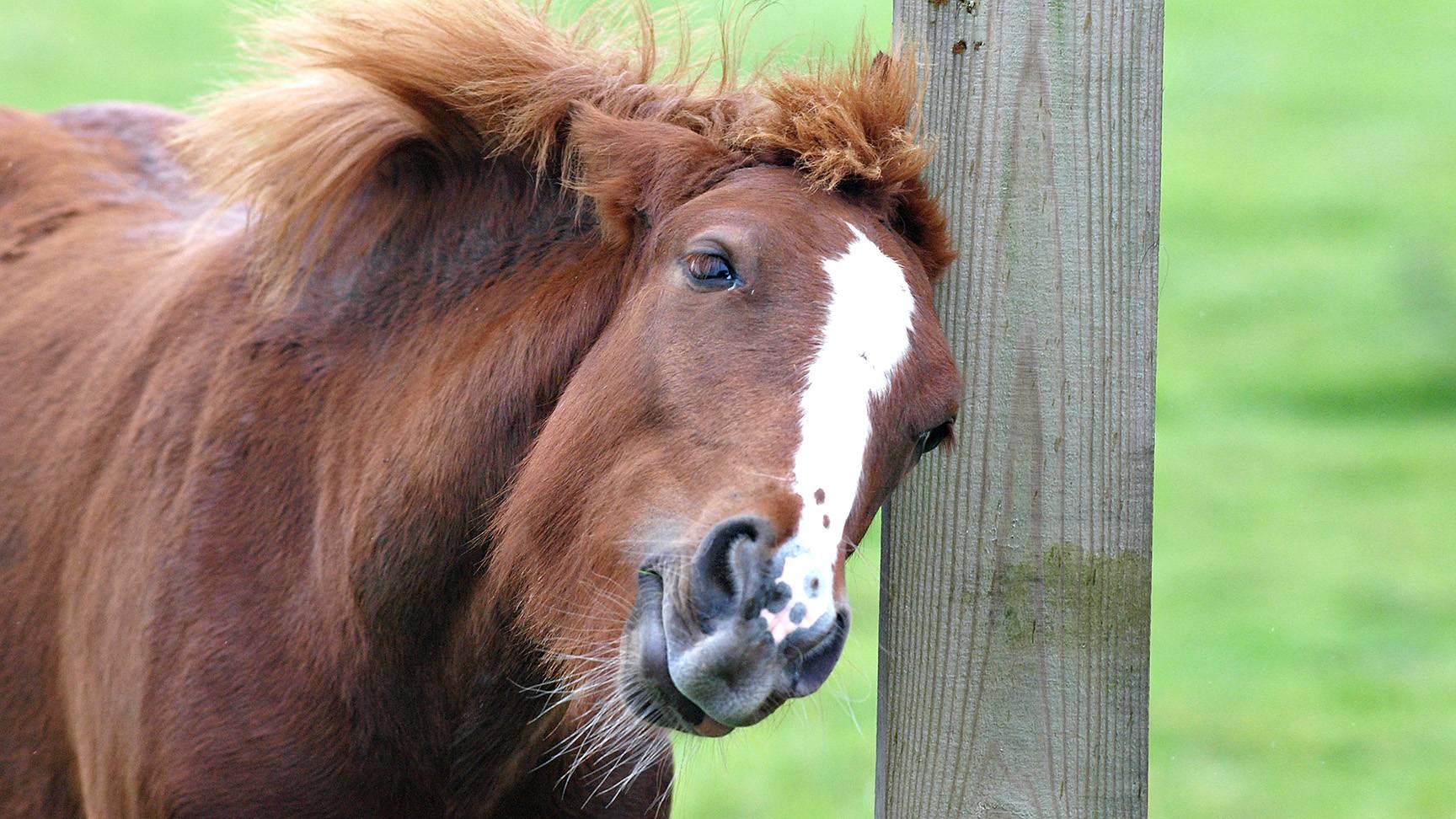 The horse is rubbing itself