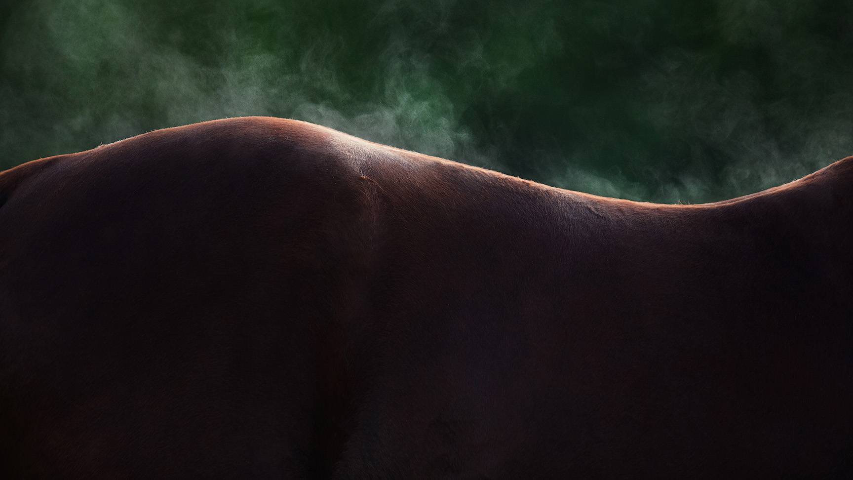 Steaming Horse