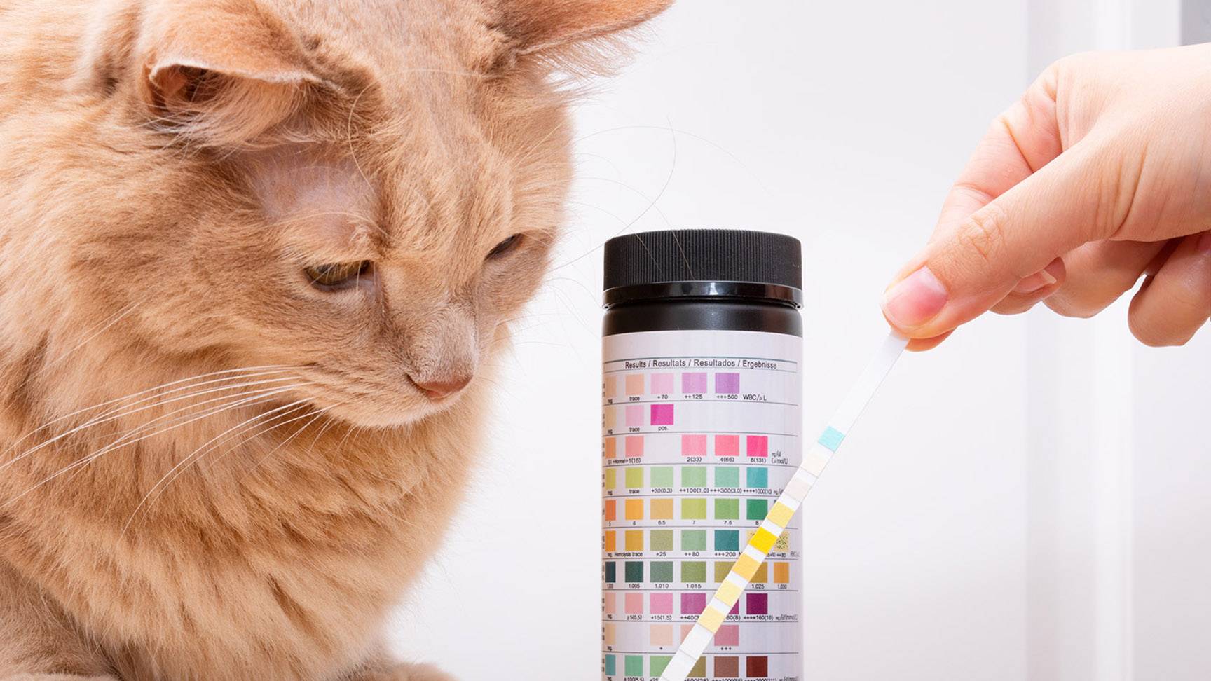 Katze und Schnelltest