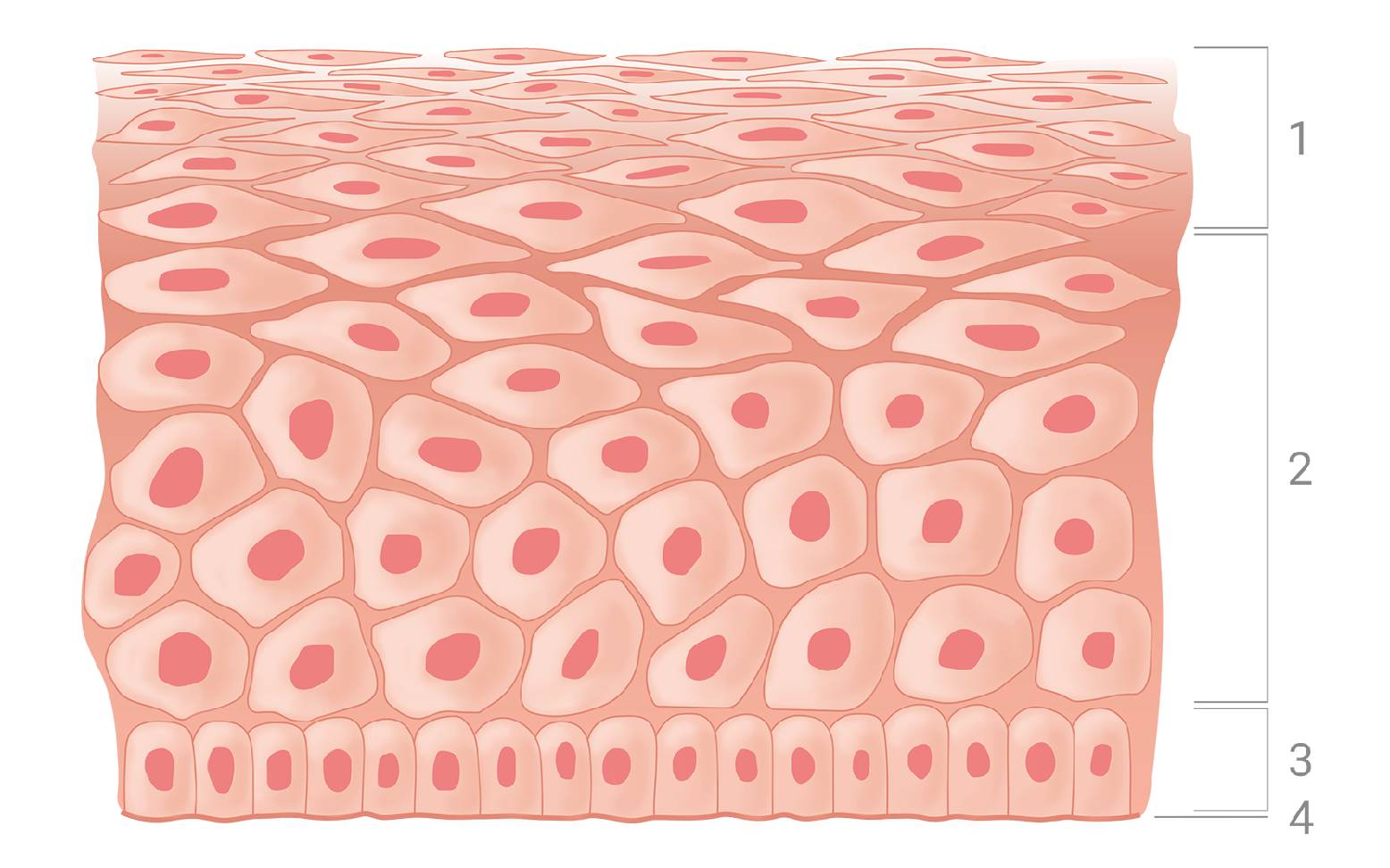Schematic representation of squamous epithelium