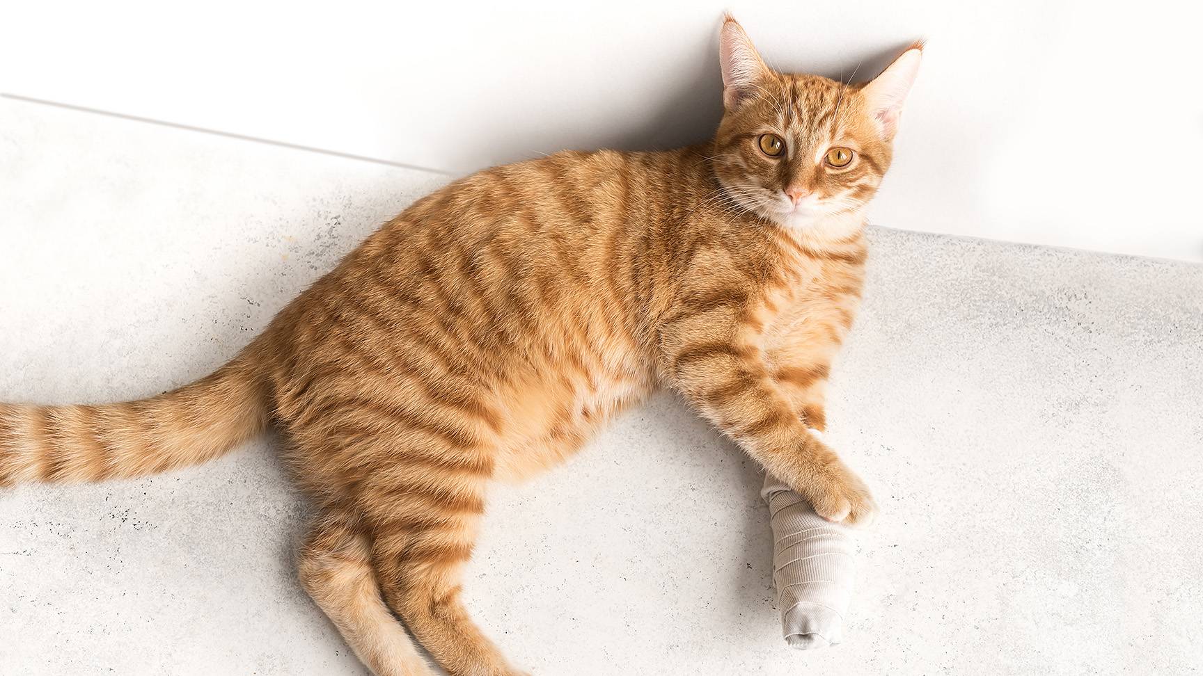 Katze mit verbundenem Bein