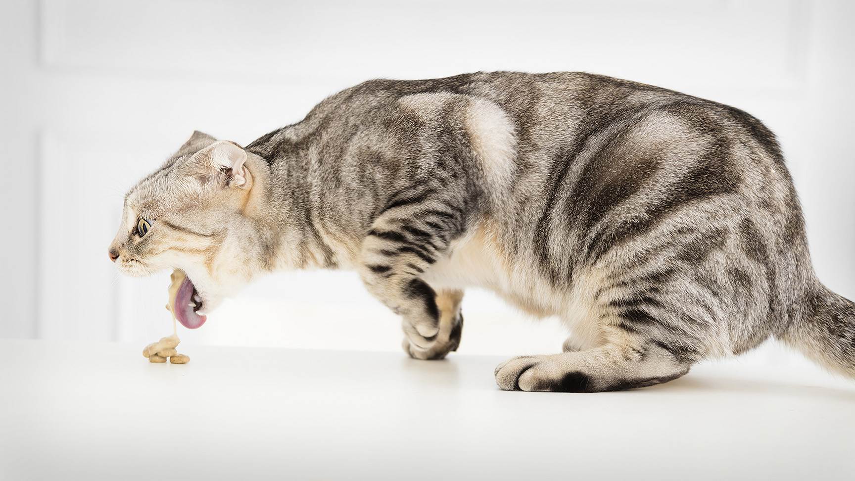 Katze mit Erbrechen