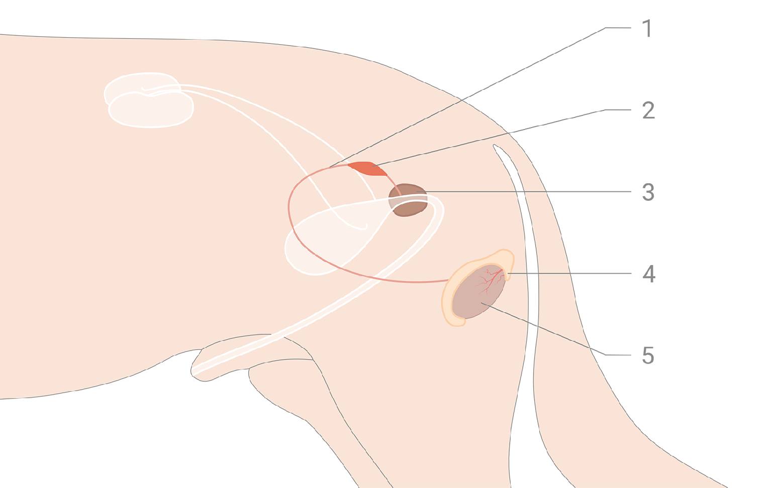 Diagram of the male reproductive system