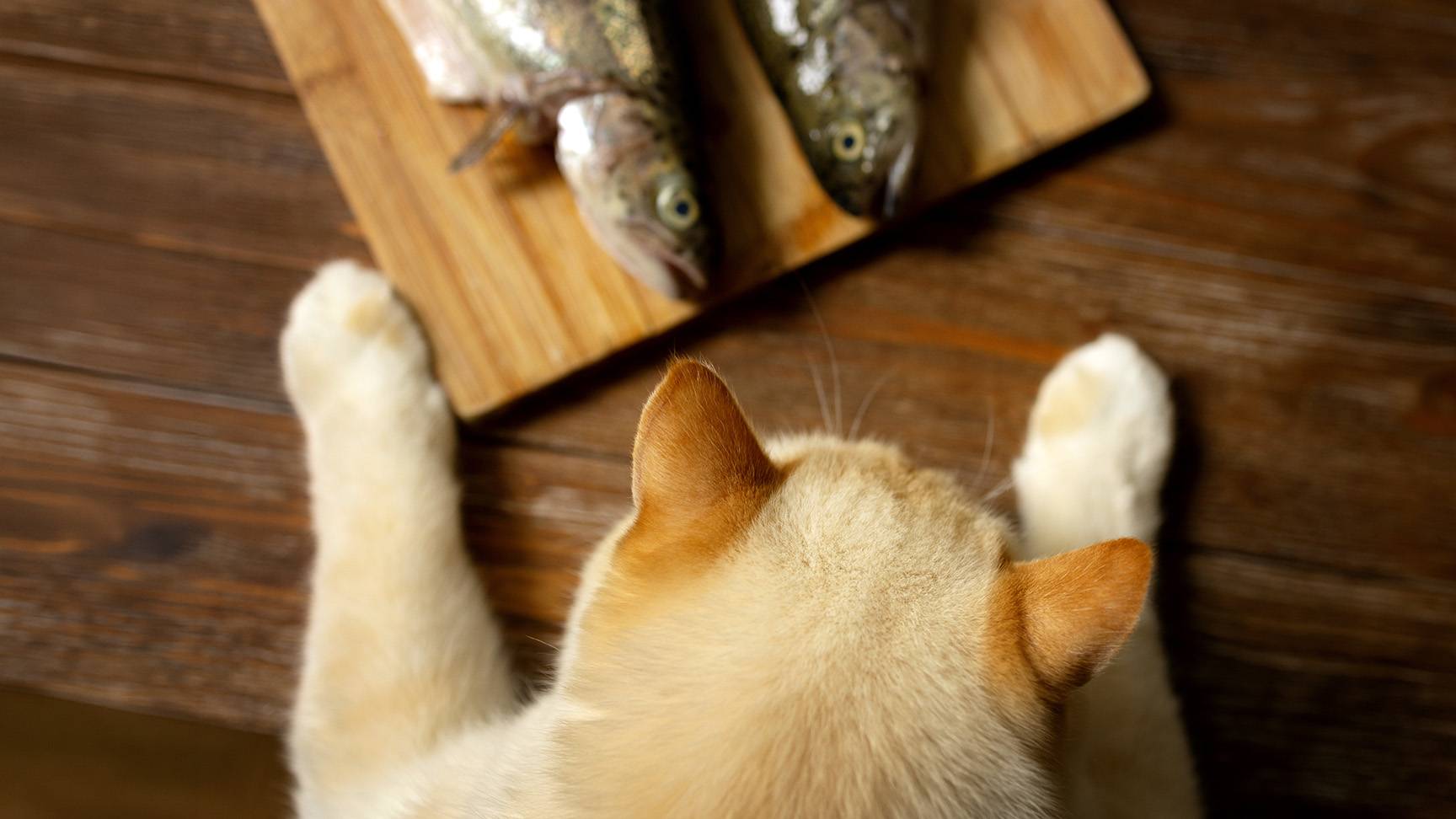 Katze und zwei Fische auf Brettchen
