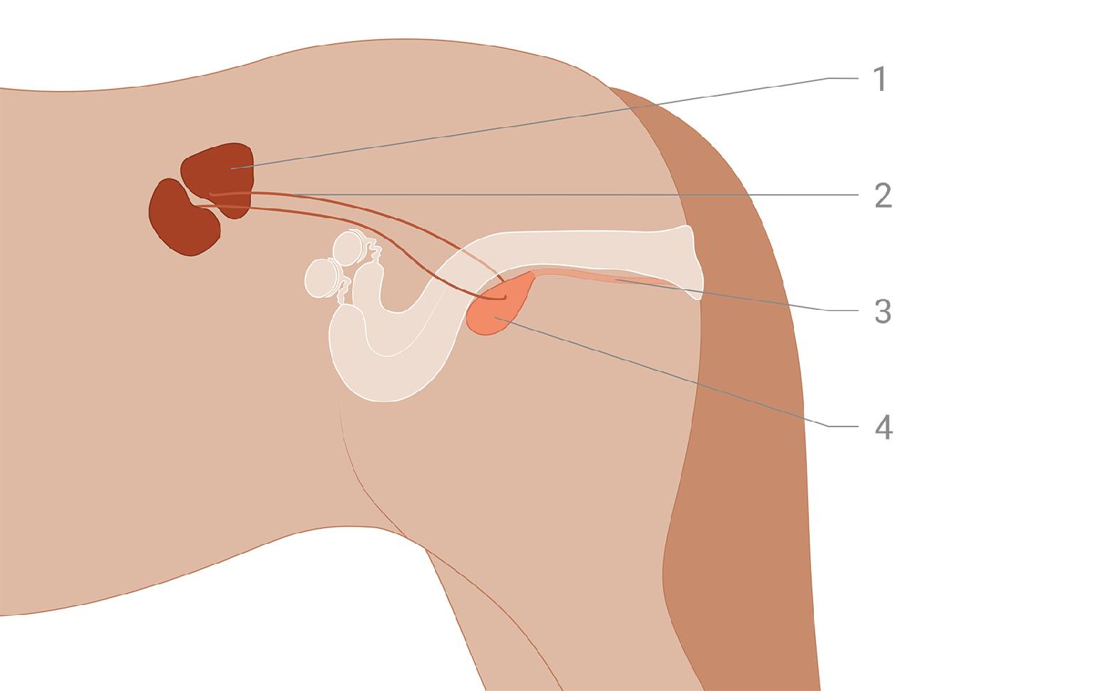Diagram of the urinary organs of a horse