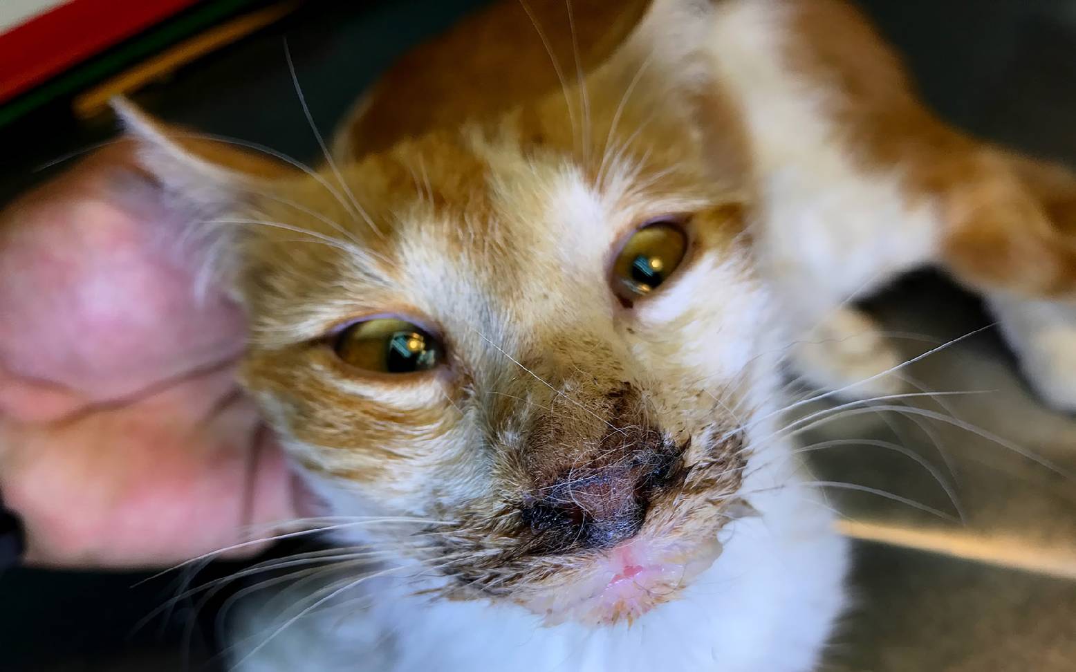 Cat with parvovirus