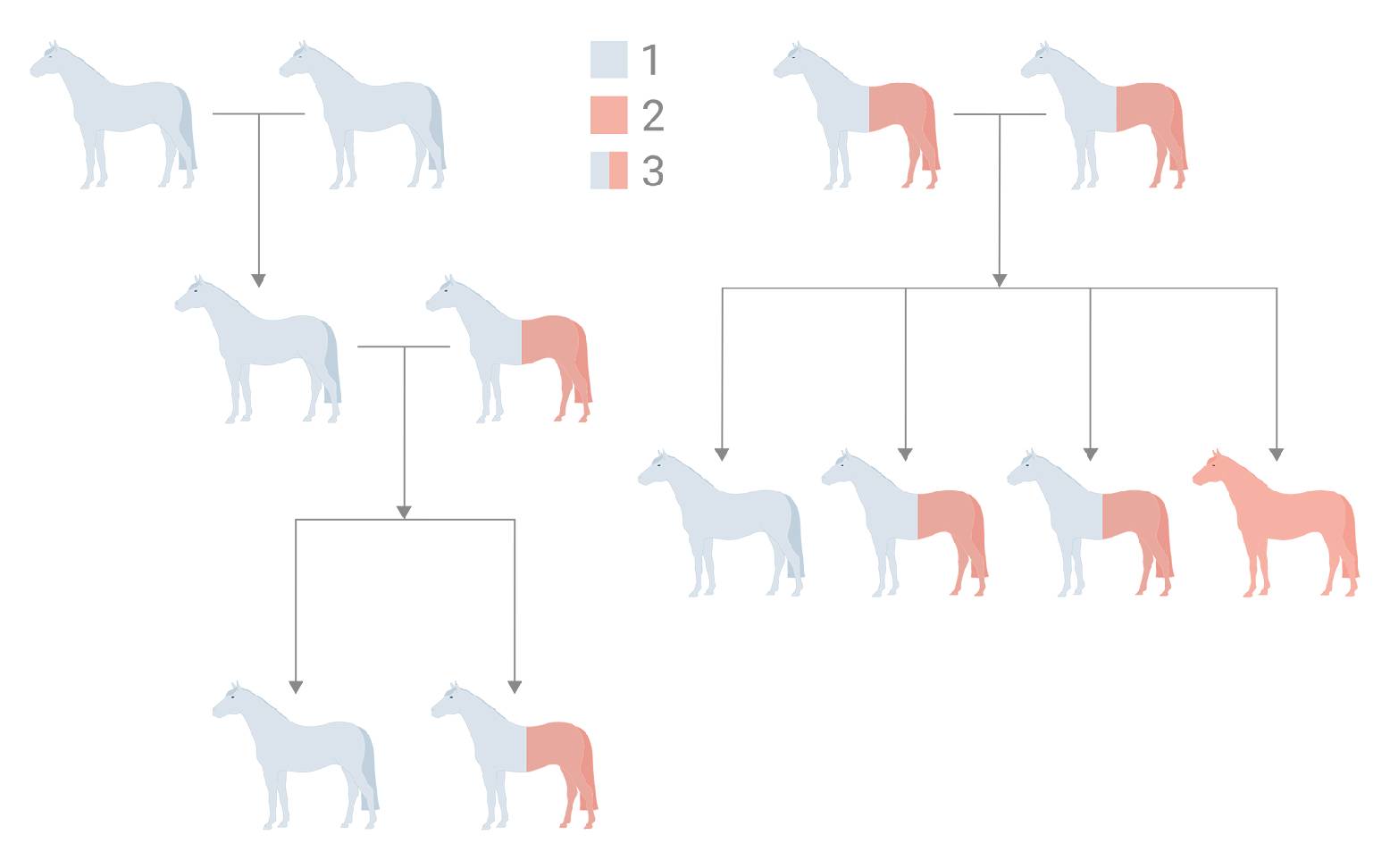Schematic representation of WFFS gene defect inheritance in horses