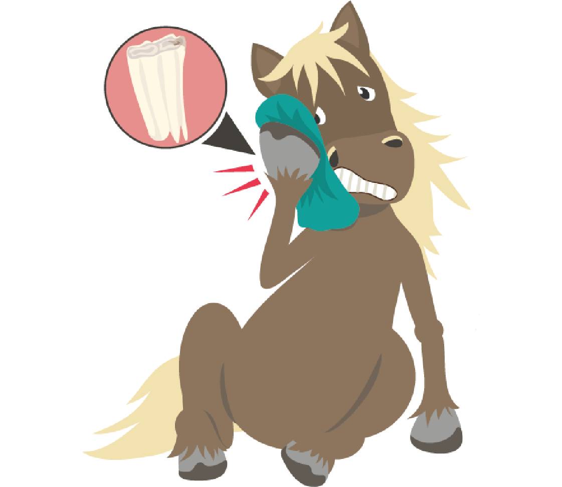 petsXL Sunny Zahn Wärmflasche