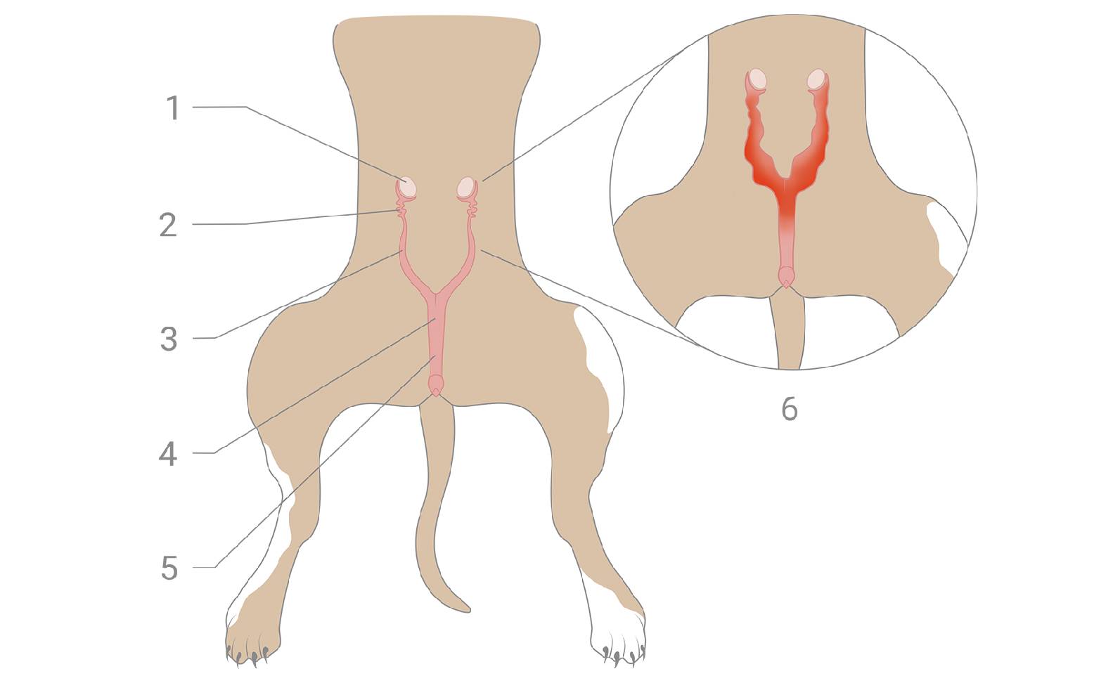 Diagram of female reproductive organs