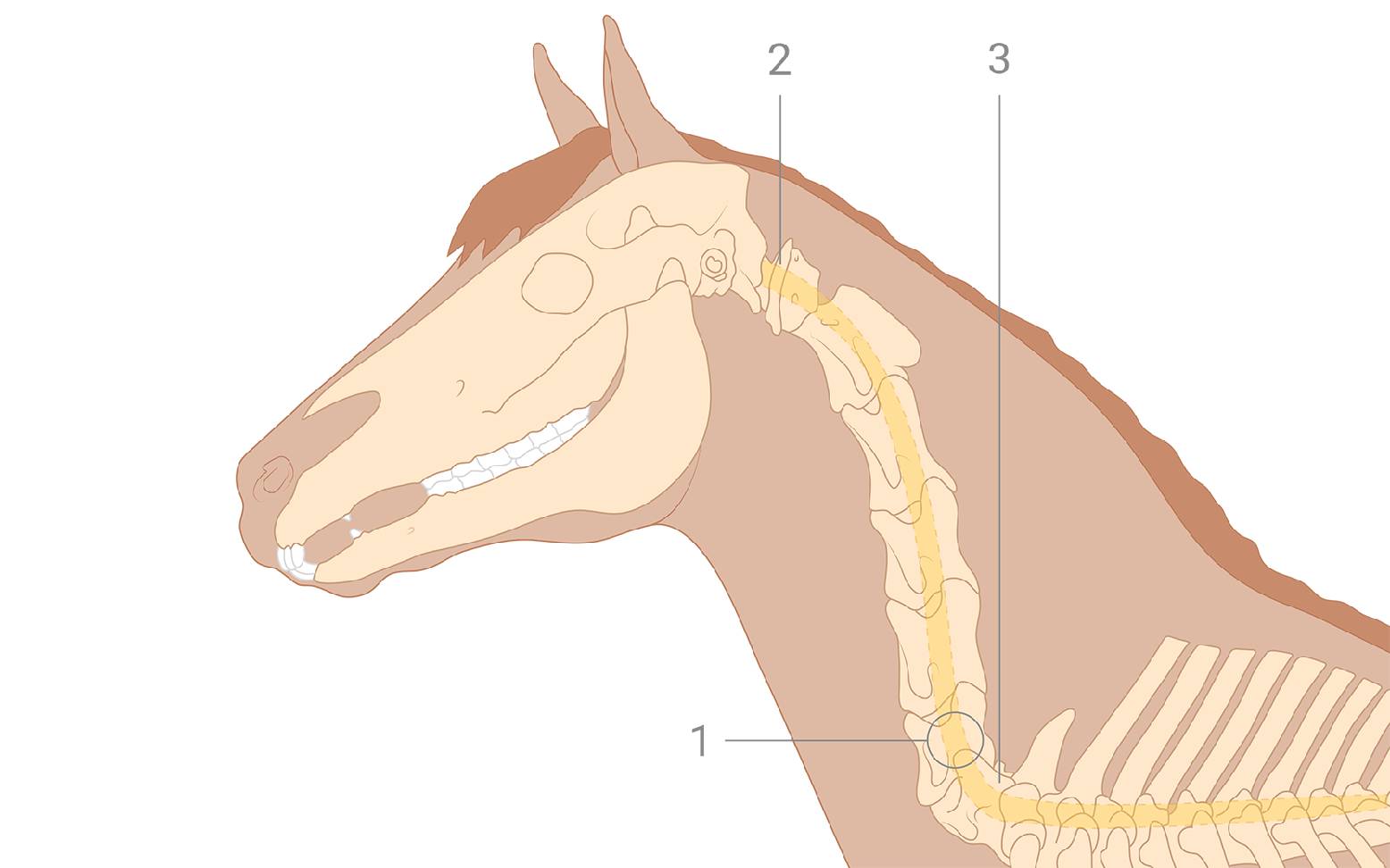 Diagram of the cervical spine of a horse