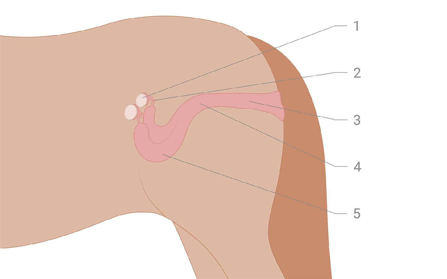Schema des weiblichen Geschlechtsapparates beim Pferd