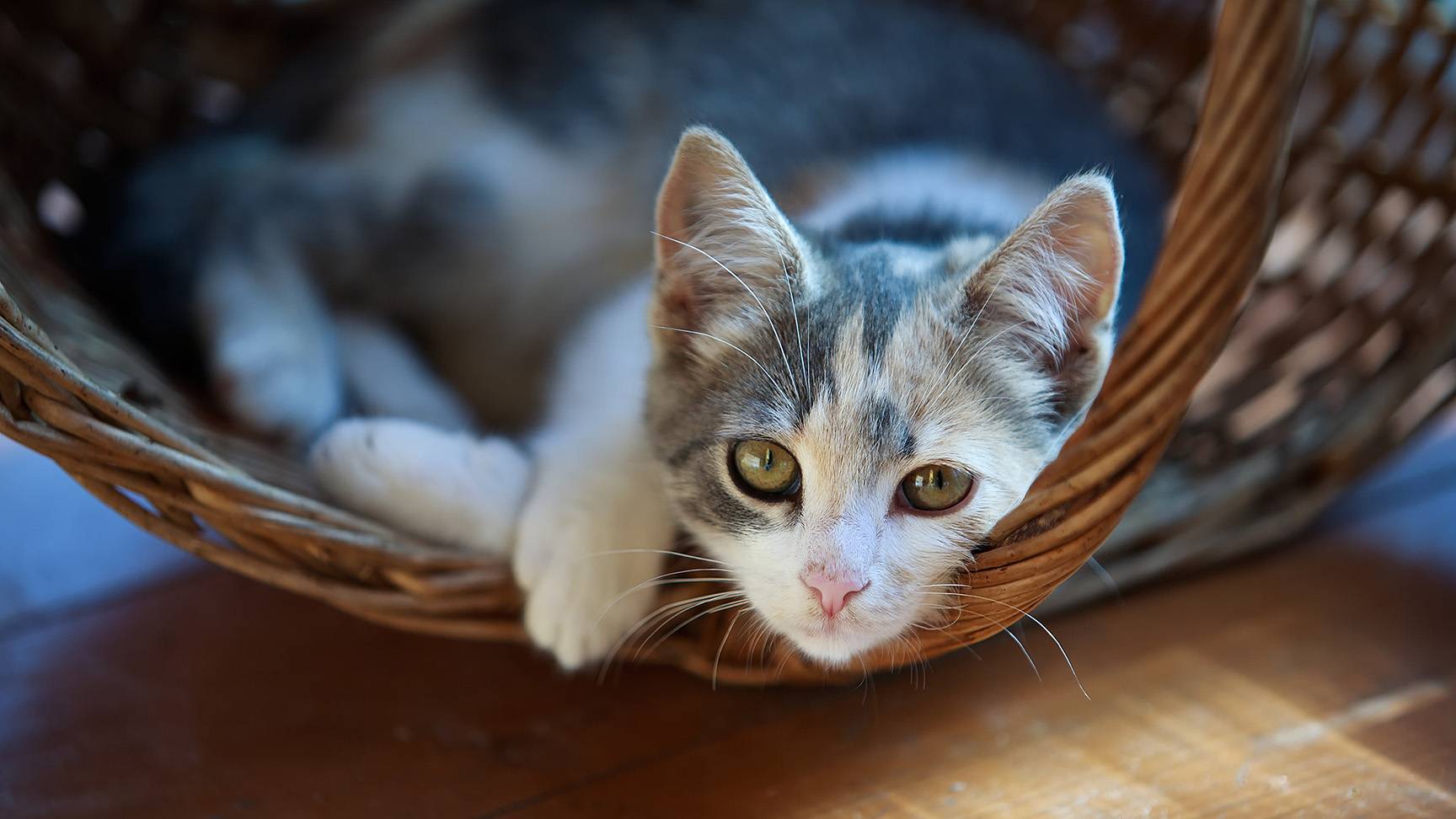 Katze in Körbchen