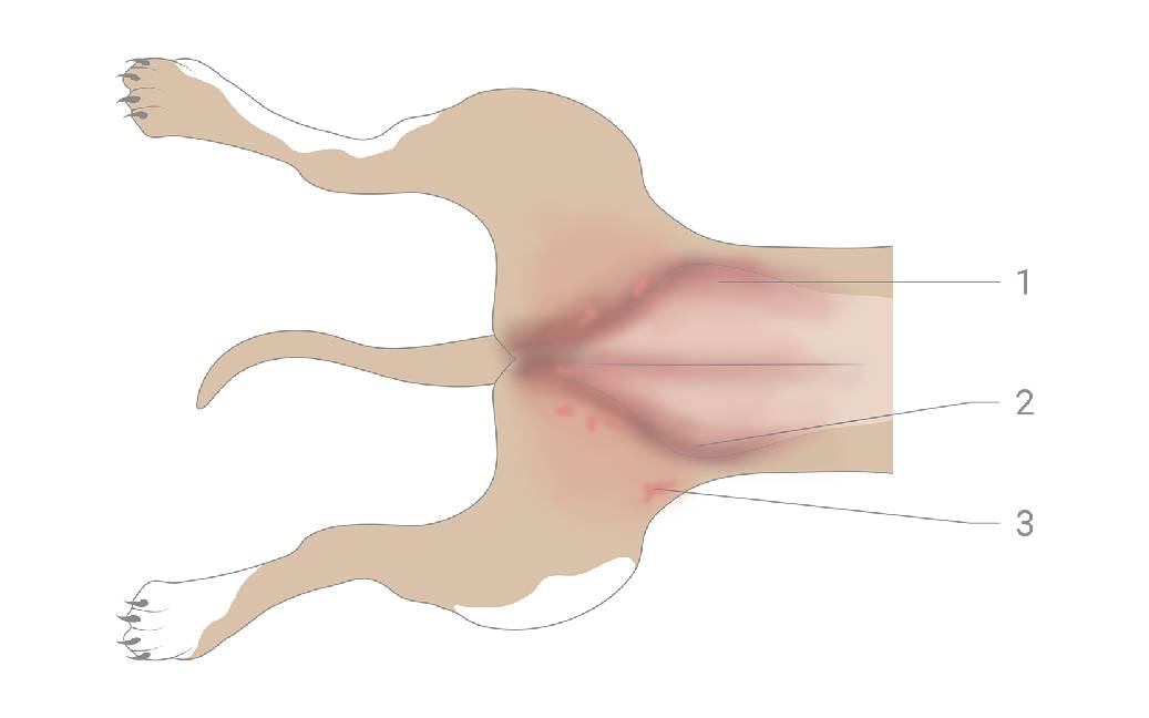 Pyoderma – how does a bacterial skin disease develop? - petsXL