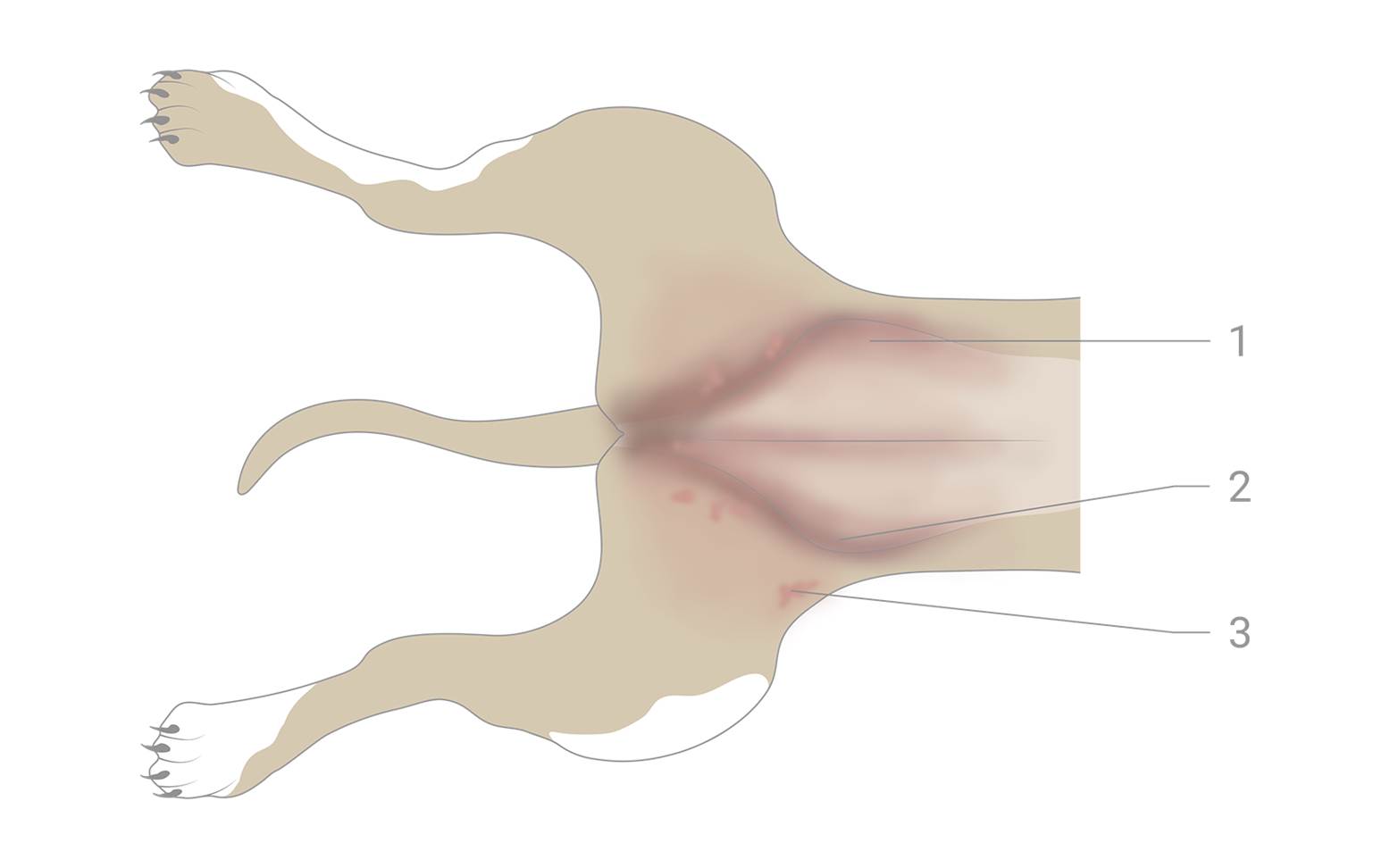 Pyoderma in dogs