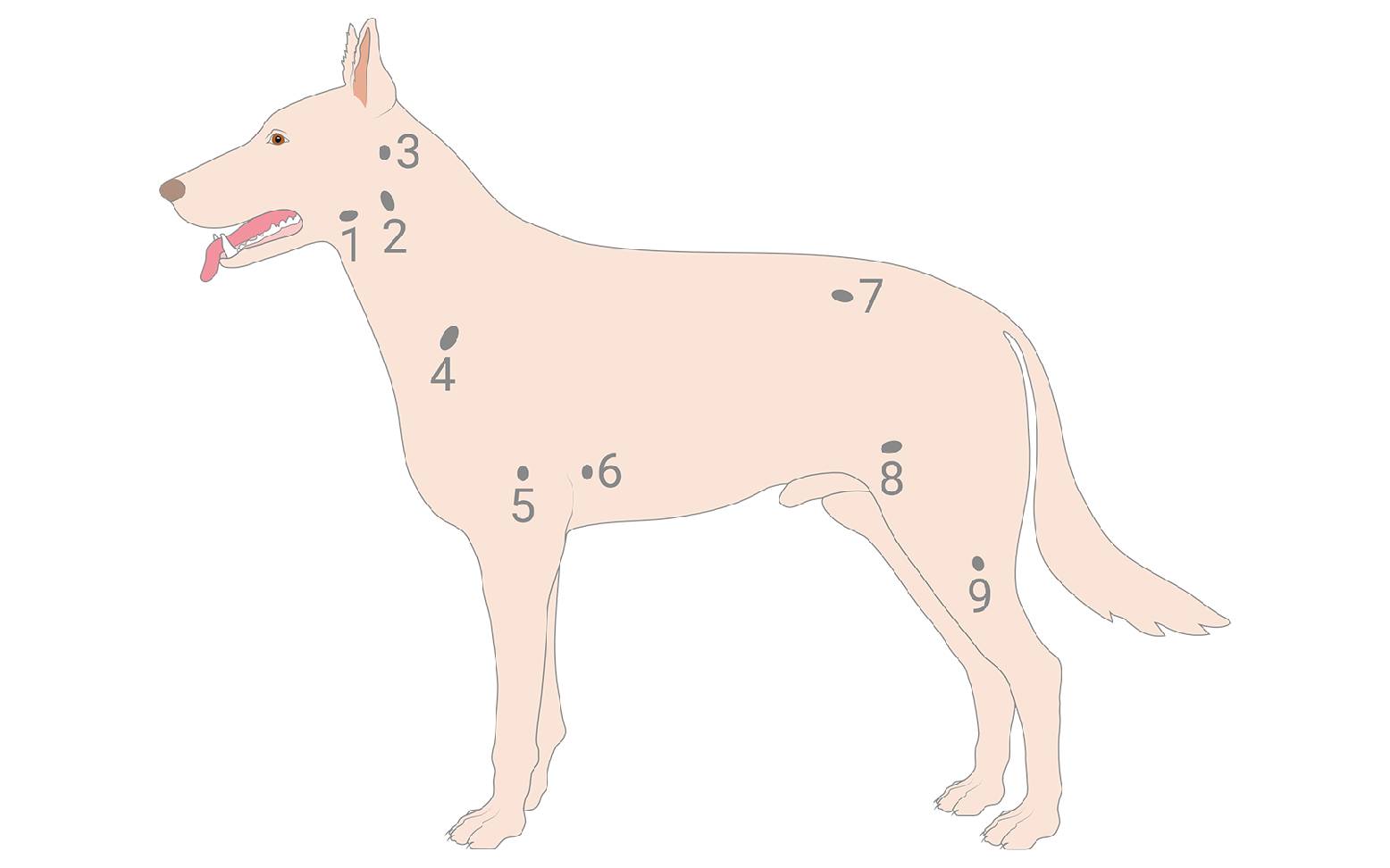 Diagram of lymph nodes in dogs