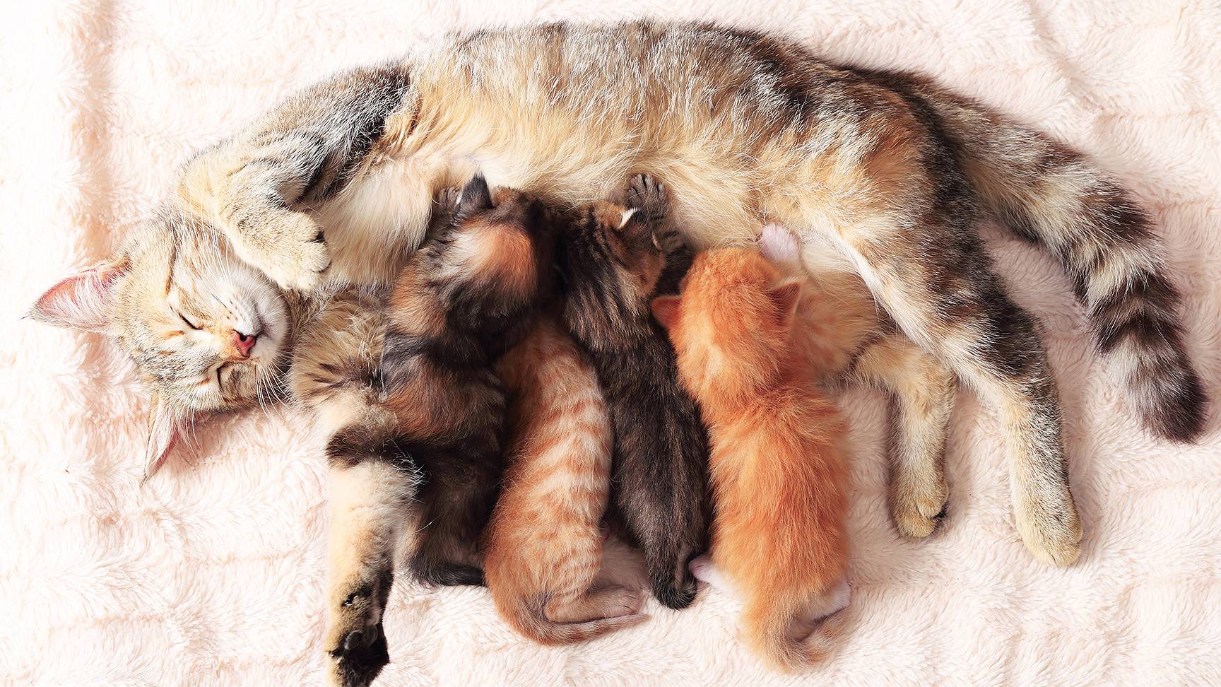 Cat with kitten