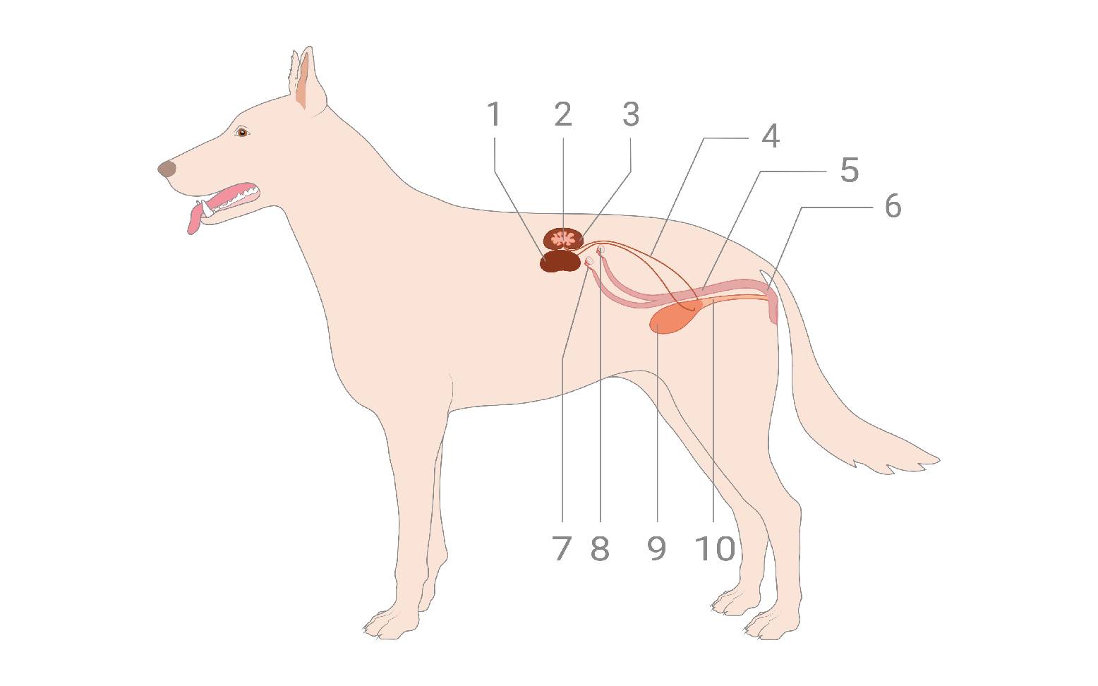 Schema Urogenitalsystem Hündin