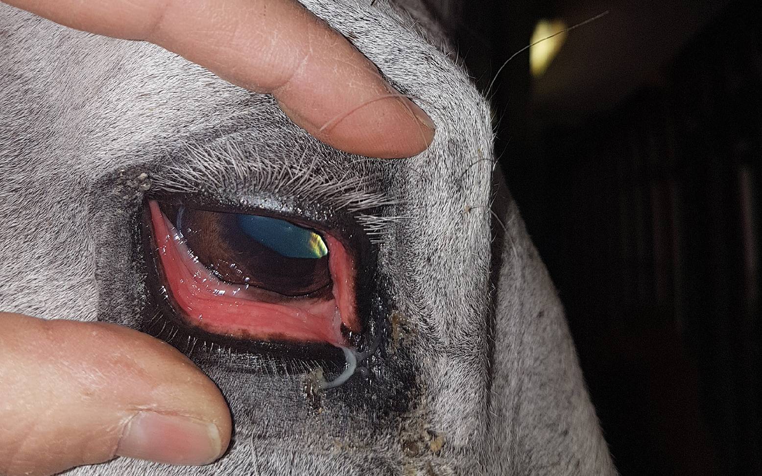 Reddened horse eye