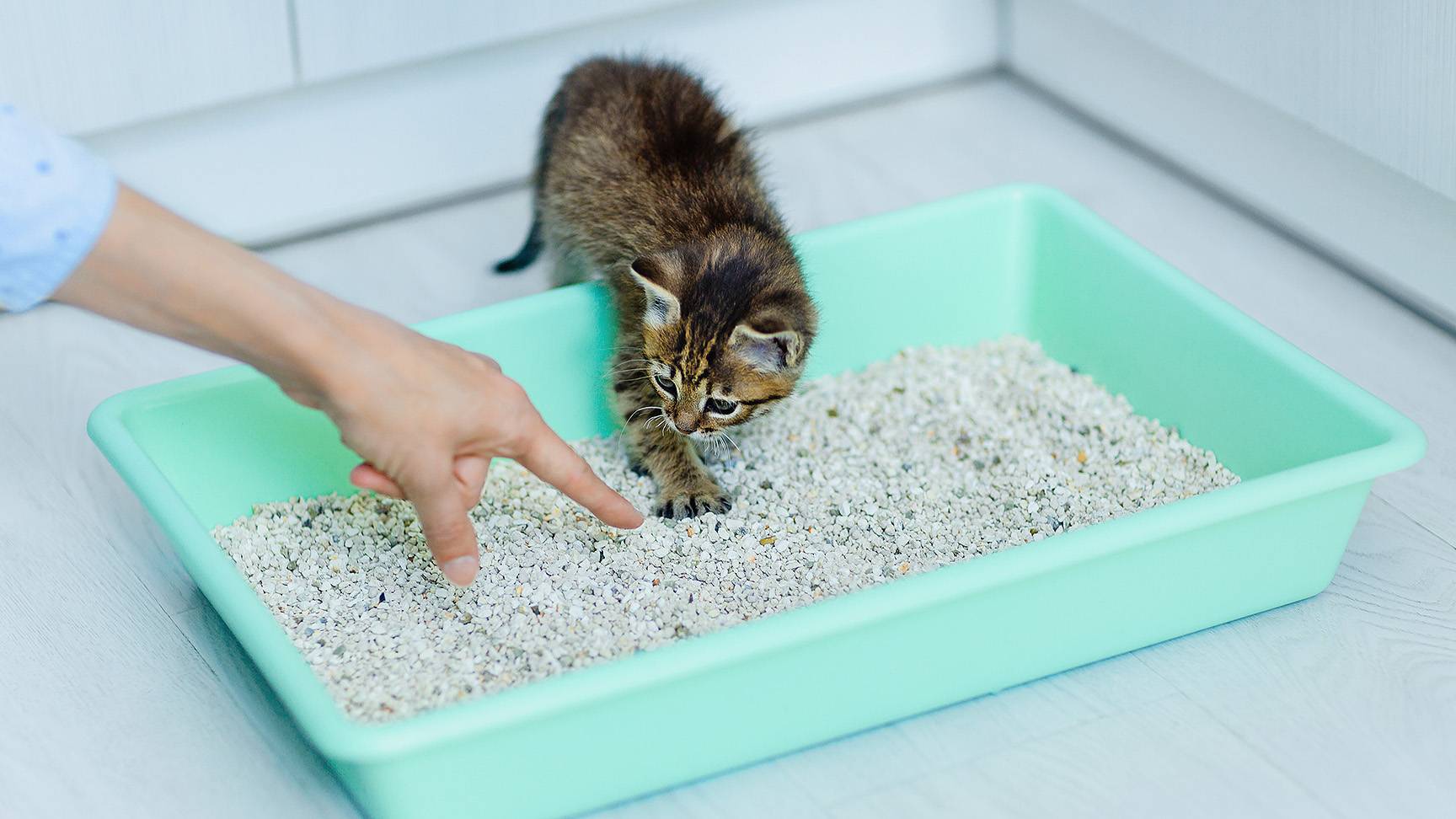 Kätzchen benutzt Katzenklo