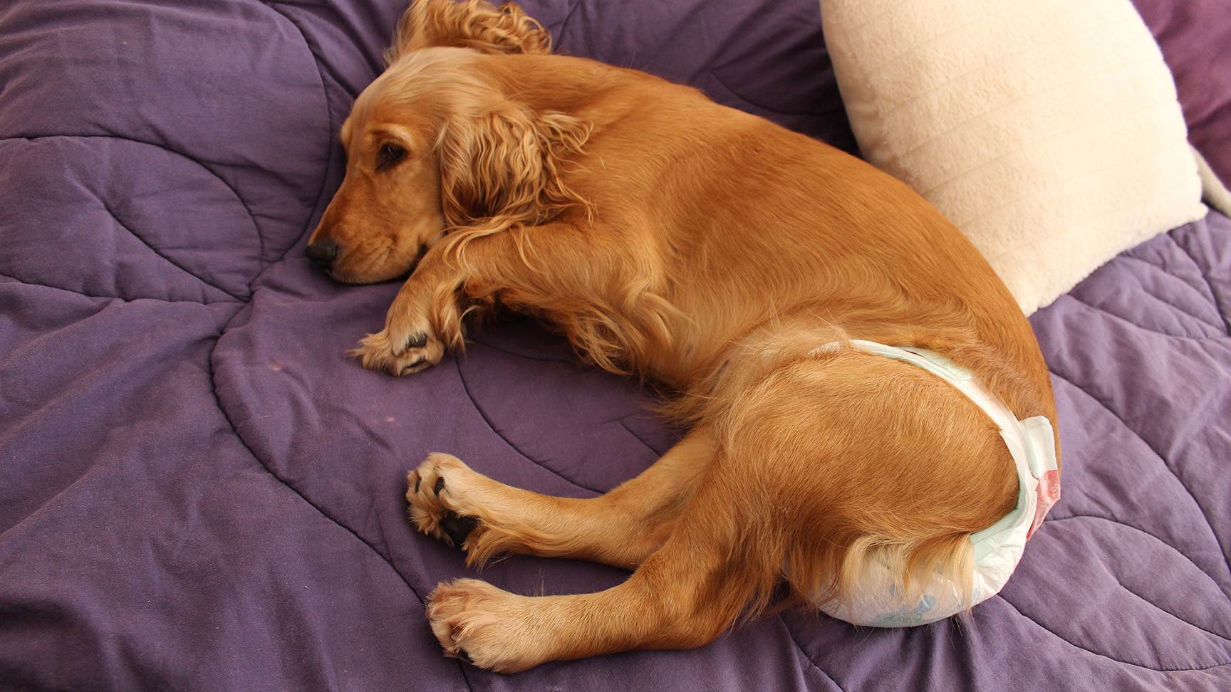 Hund mit Windel