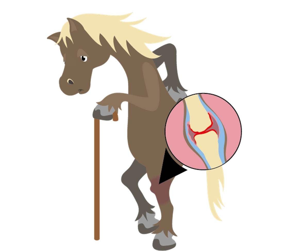 Horse with osteoarthritis in the joint