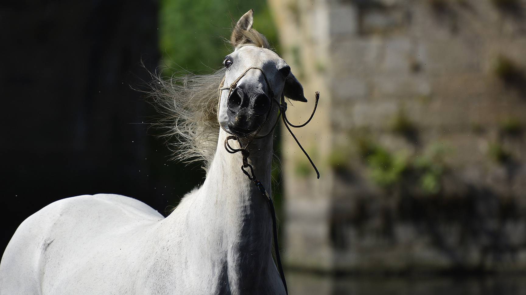 Horse shakes his head