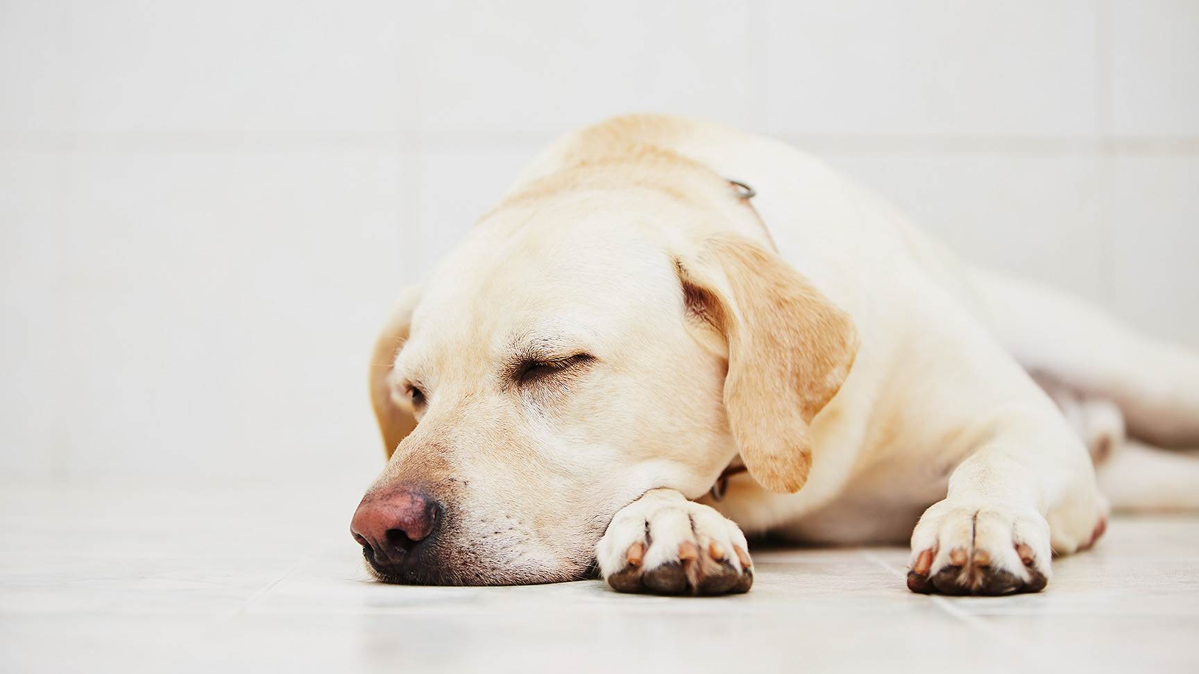 Liegender Hund