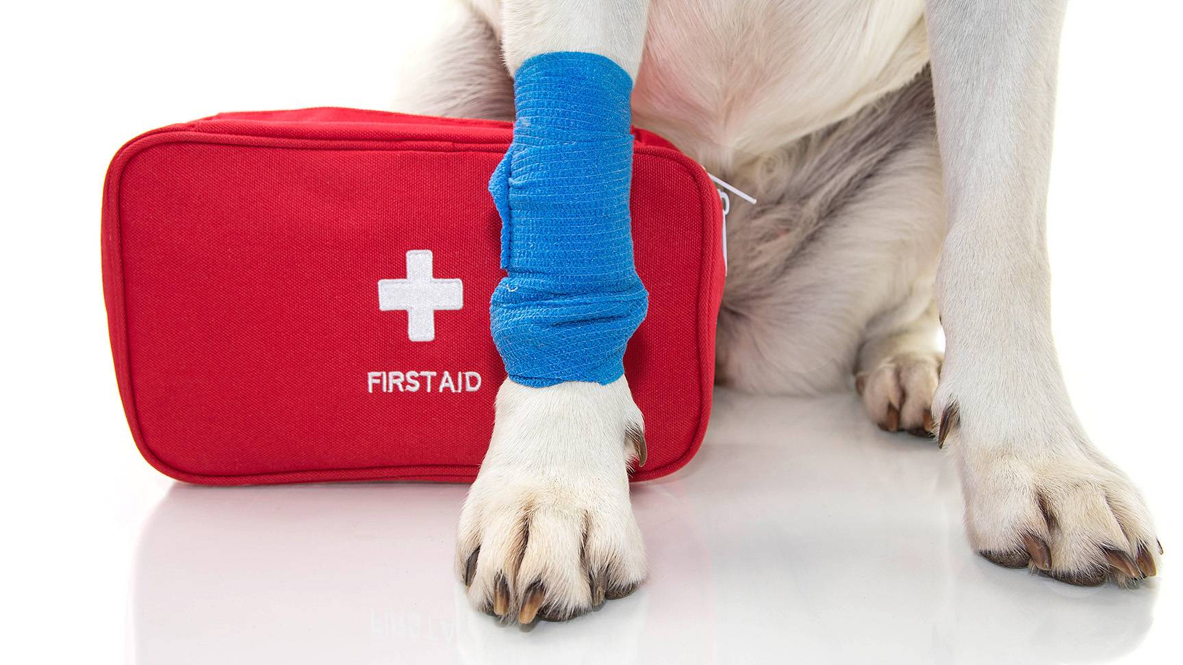 Hund mit Erste-Hilfe-Set