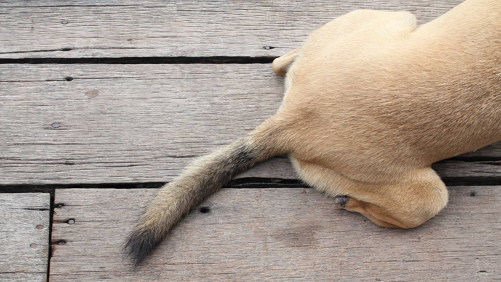 Hind of a dog