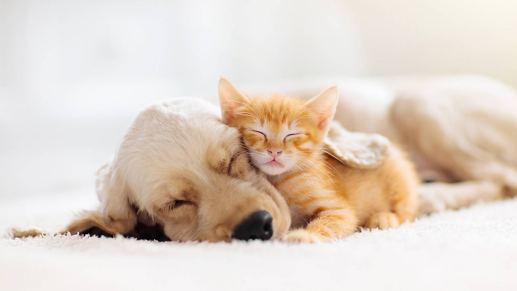 Hund mit Katze