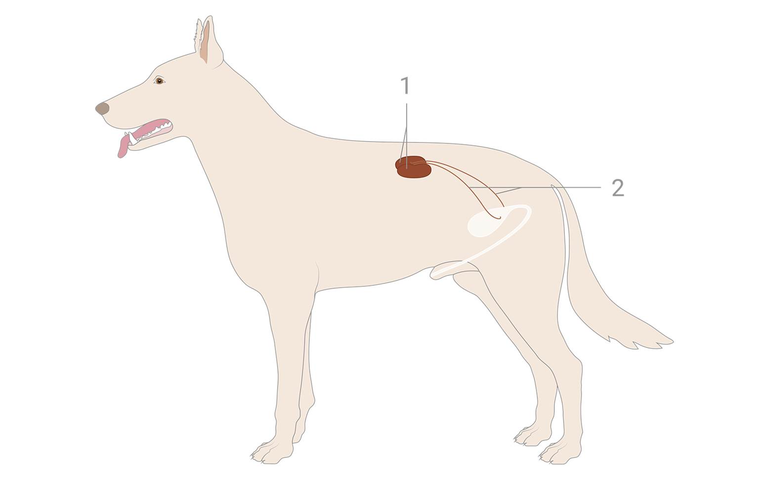 Schema Harnorgane Hund