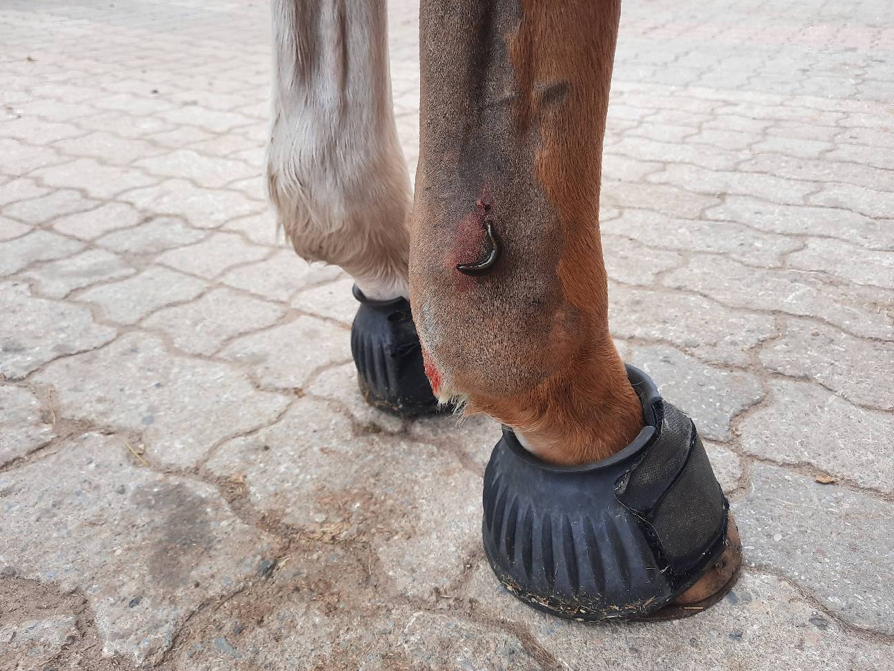 Sucking leech on a horse's leg