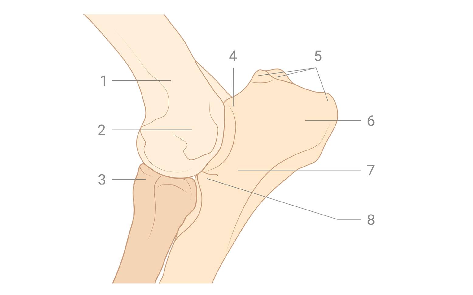 Schema Ellenbogen Hund