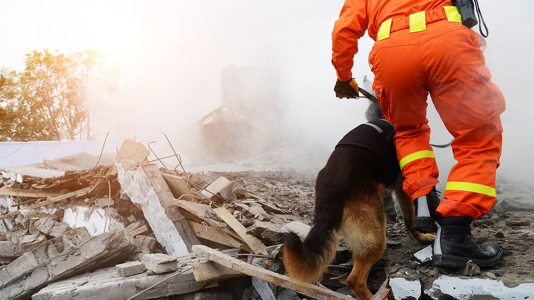 Hund Trümmer Einsatz