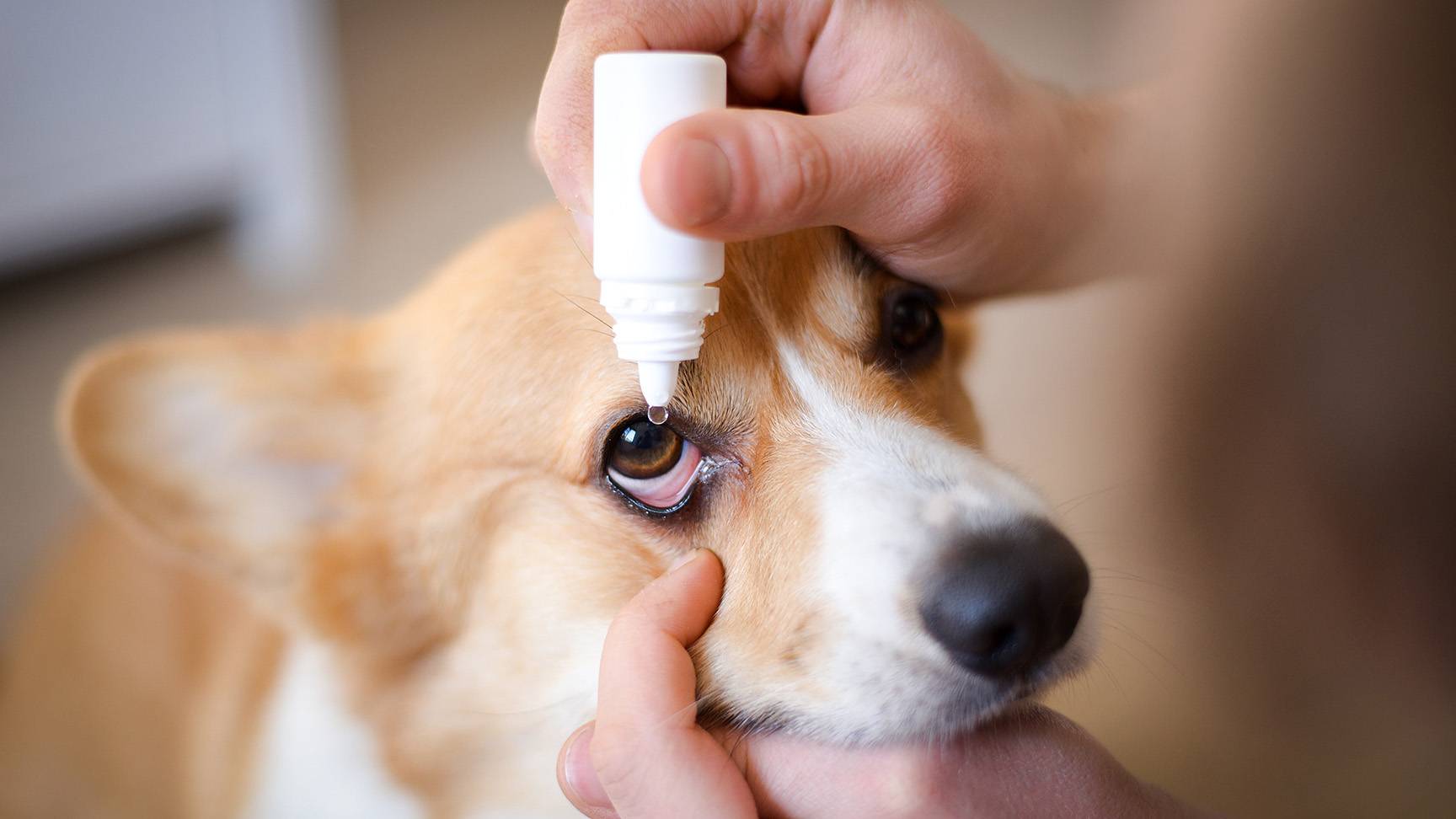 Dog eye drops