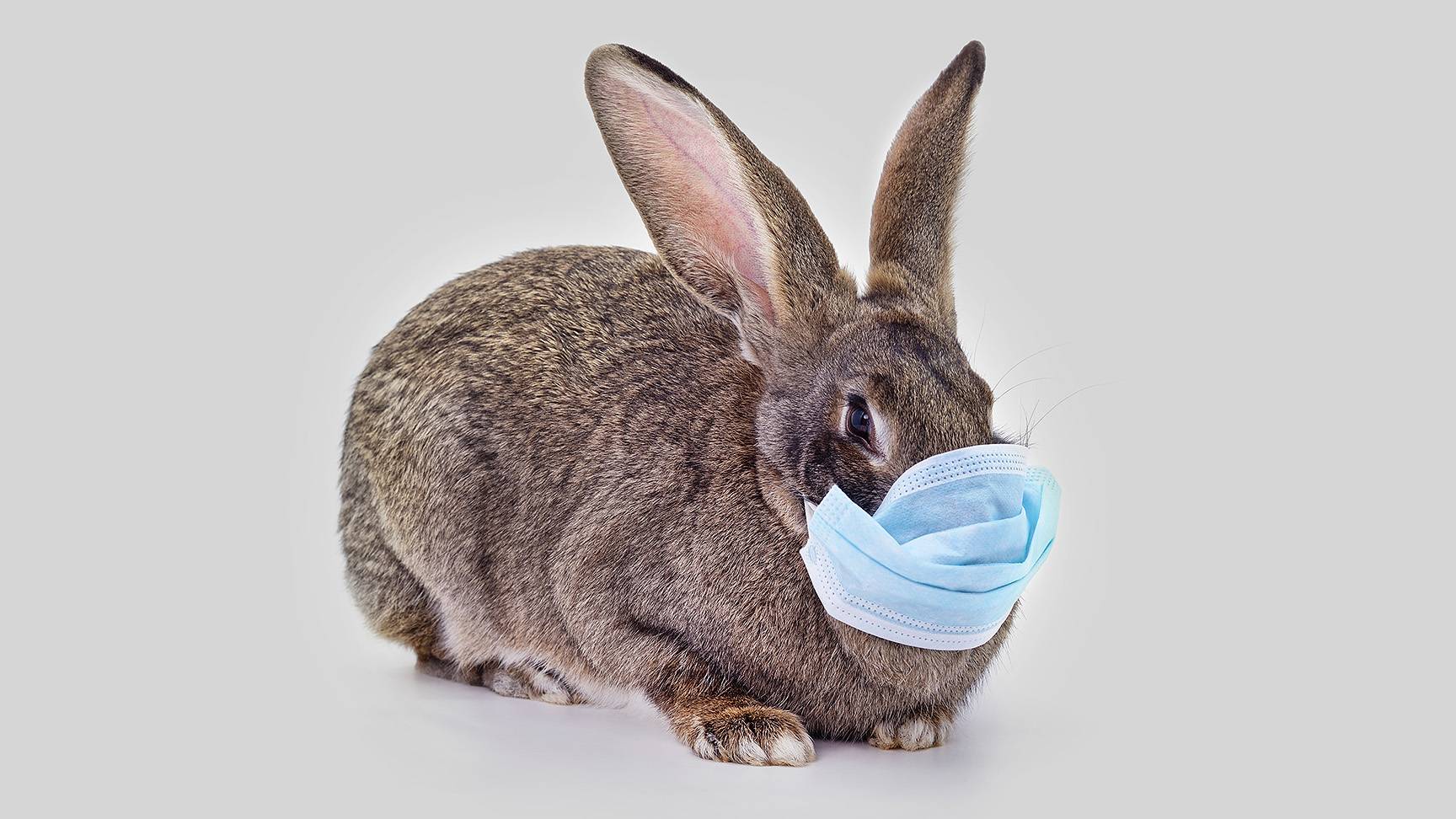 Kaninchen mit OP-Maske