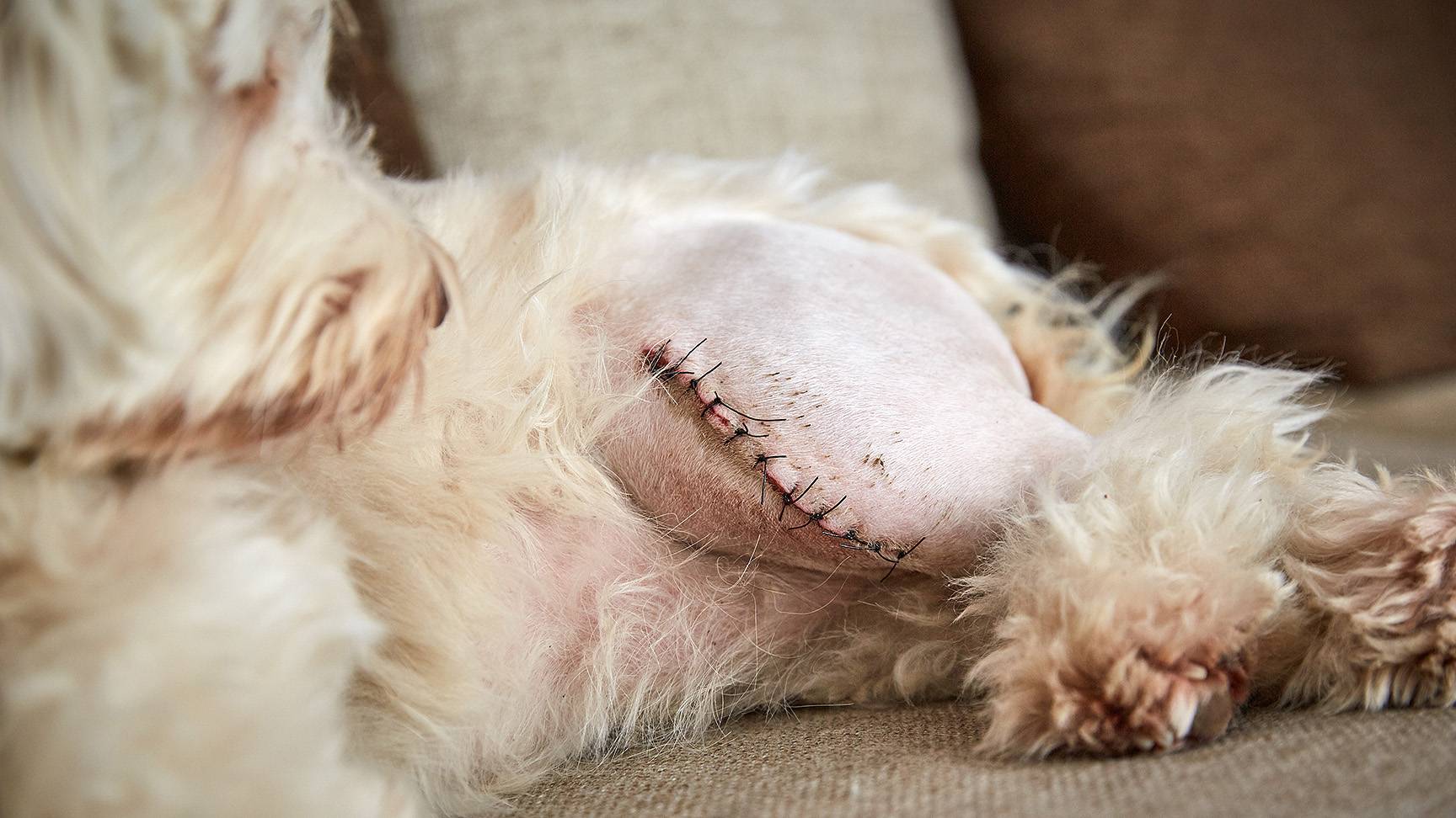 Hund mit operiertem Knie