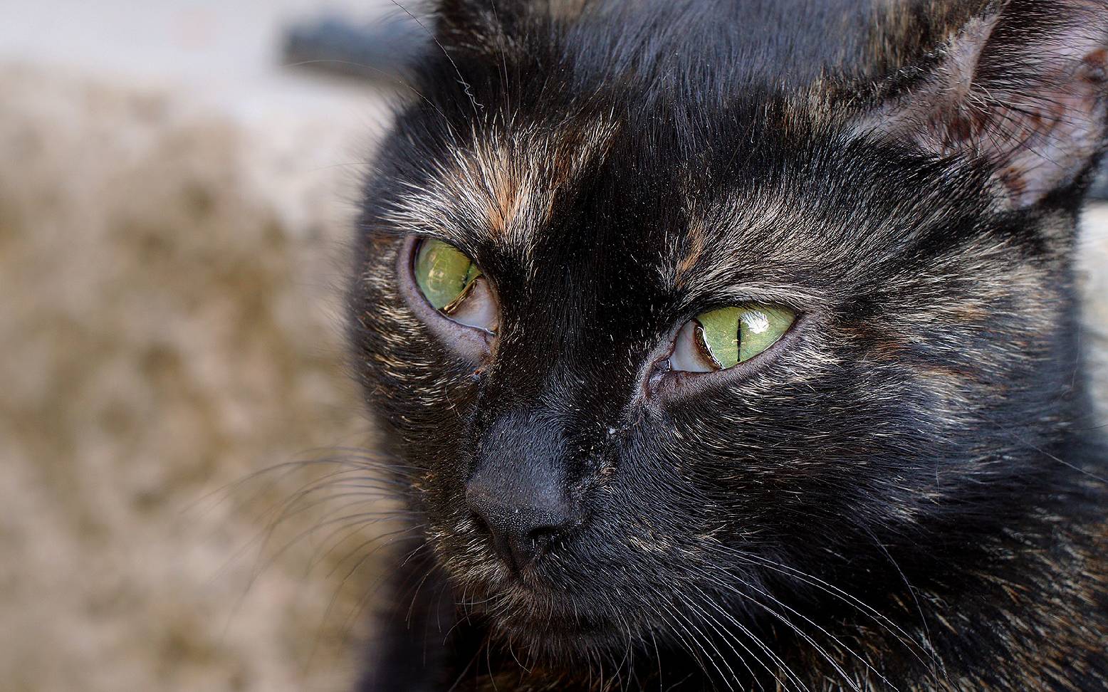 Cat with Horner syndrome