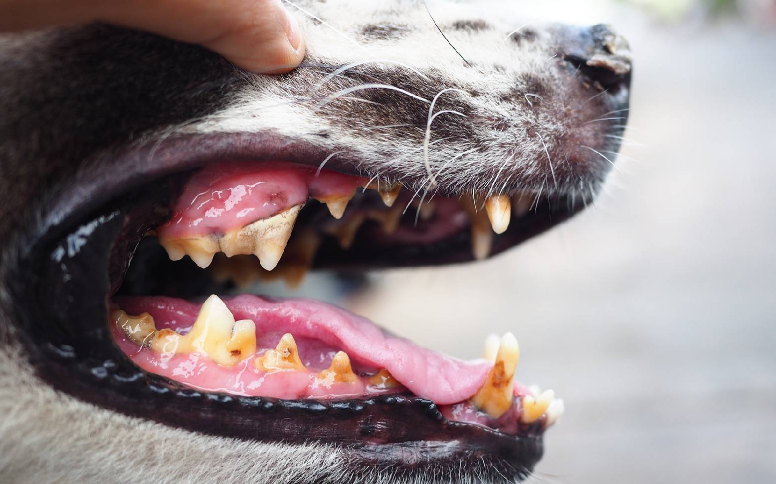 Hund mit Zahnstein und Schleimhautentzündung
