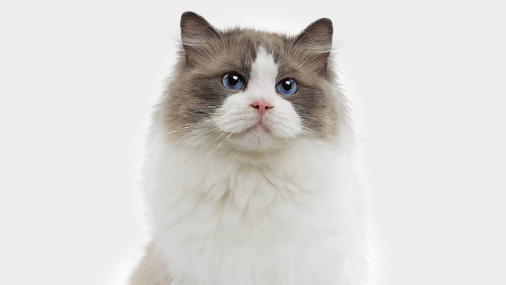 Ragdoll