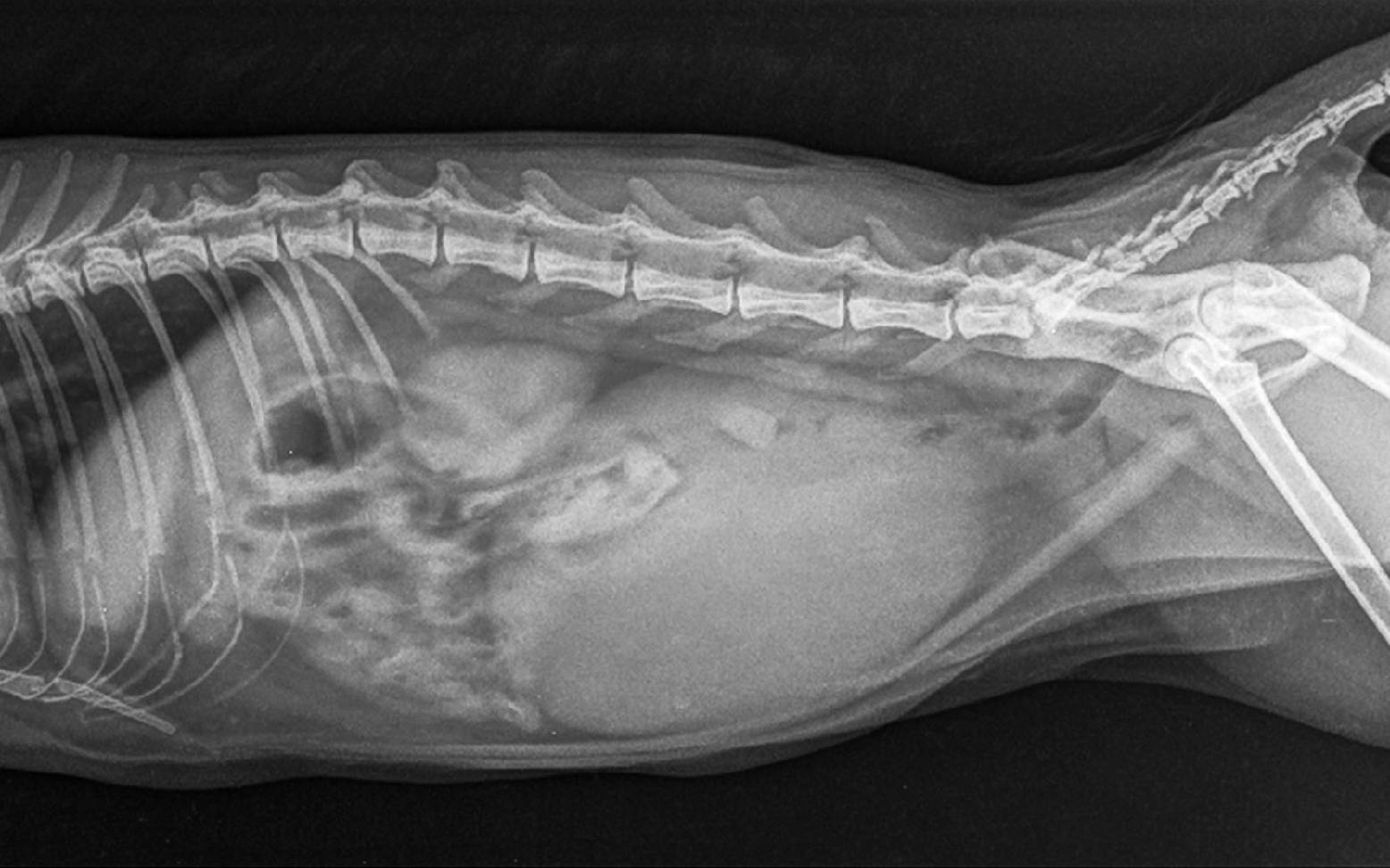 X-ray image of a cat's abdomen