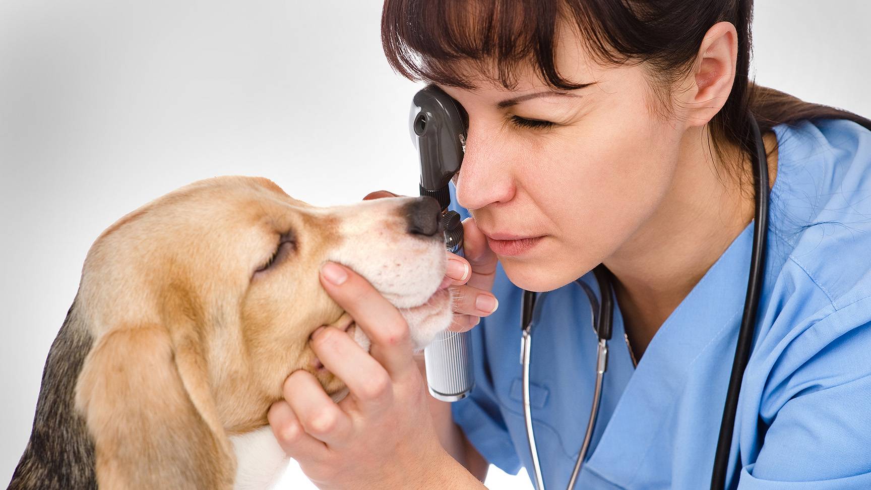 Augenuntersuchung Hund