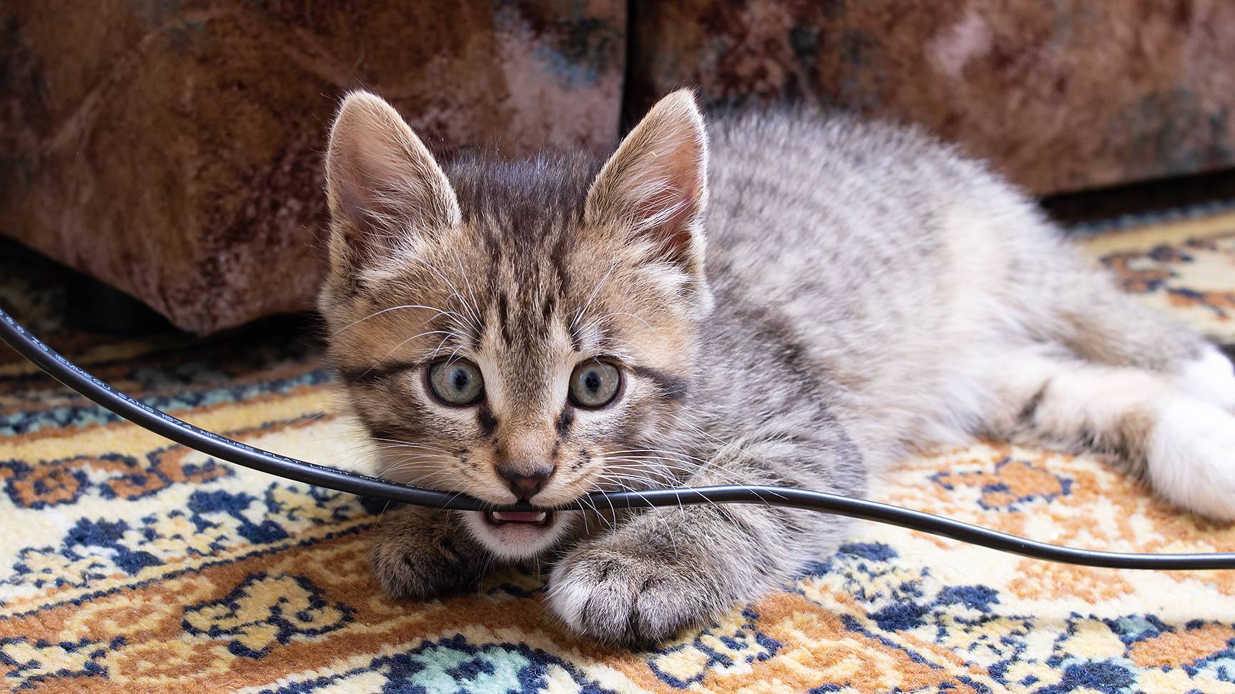Cat bites power cord