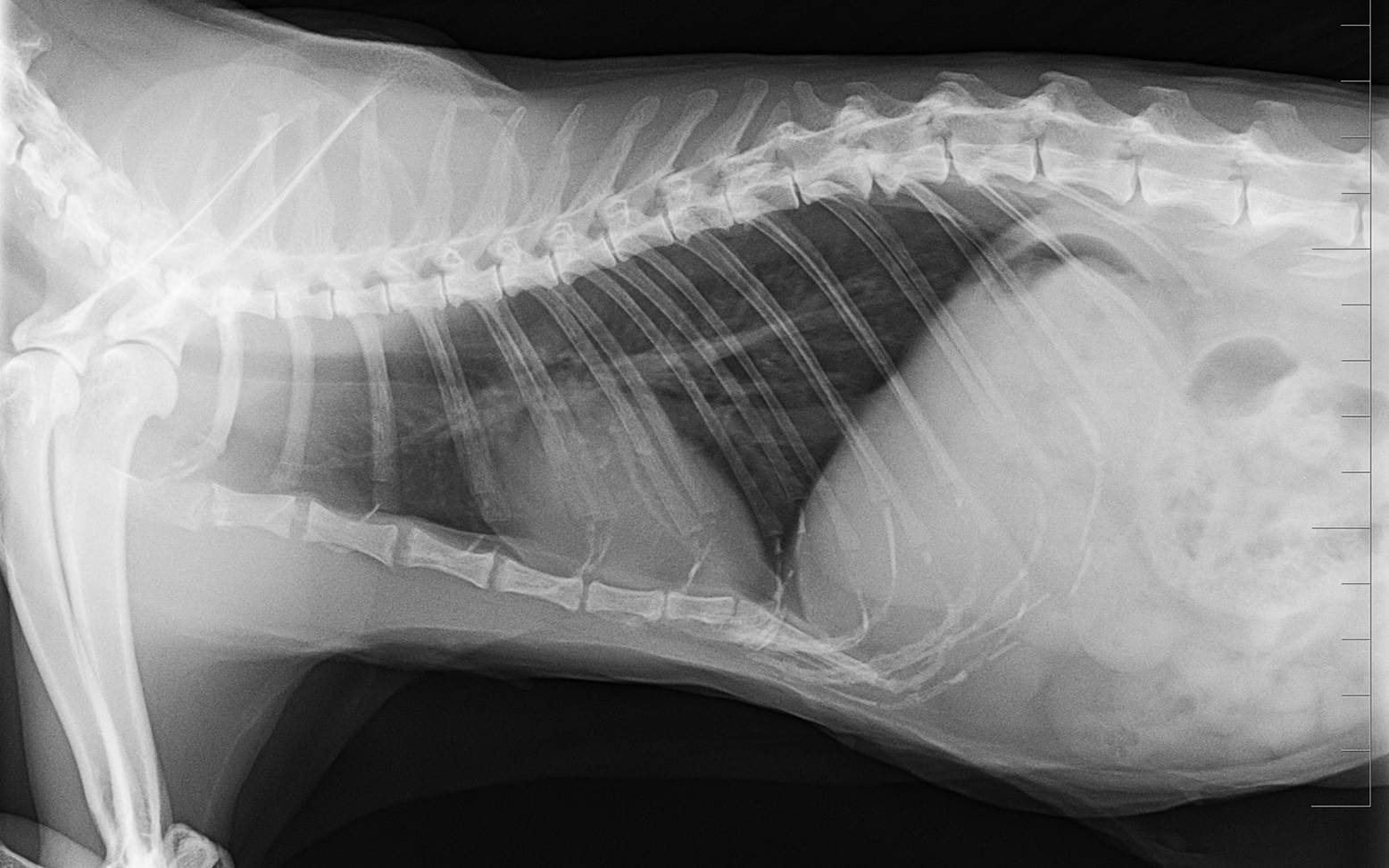 X-ray image of a cat's chest