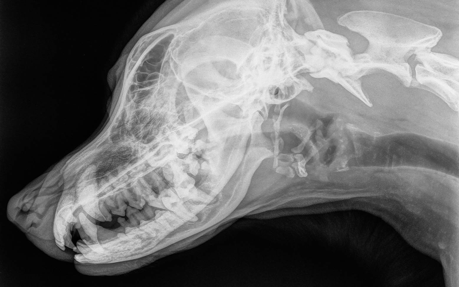 X-ray image of a dog's skull