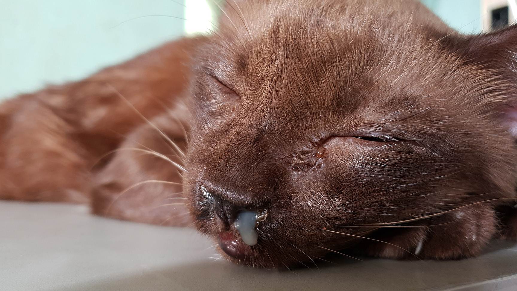 Katze mit Nasenausfluss