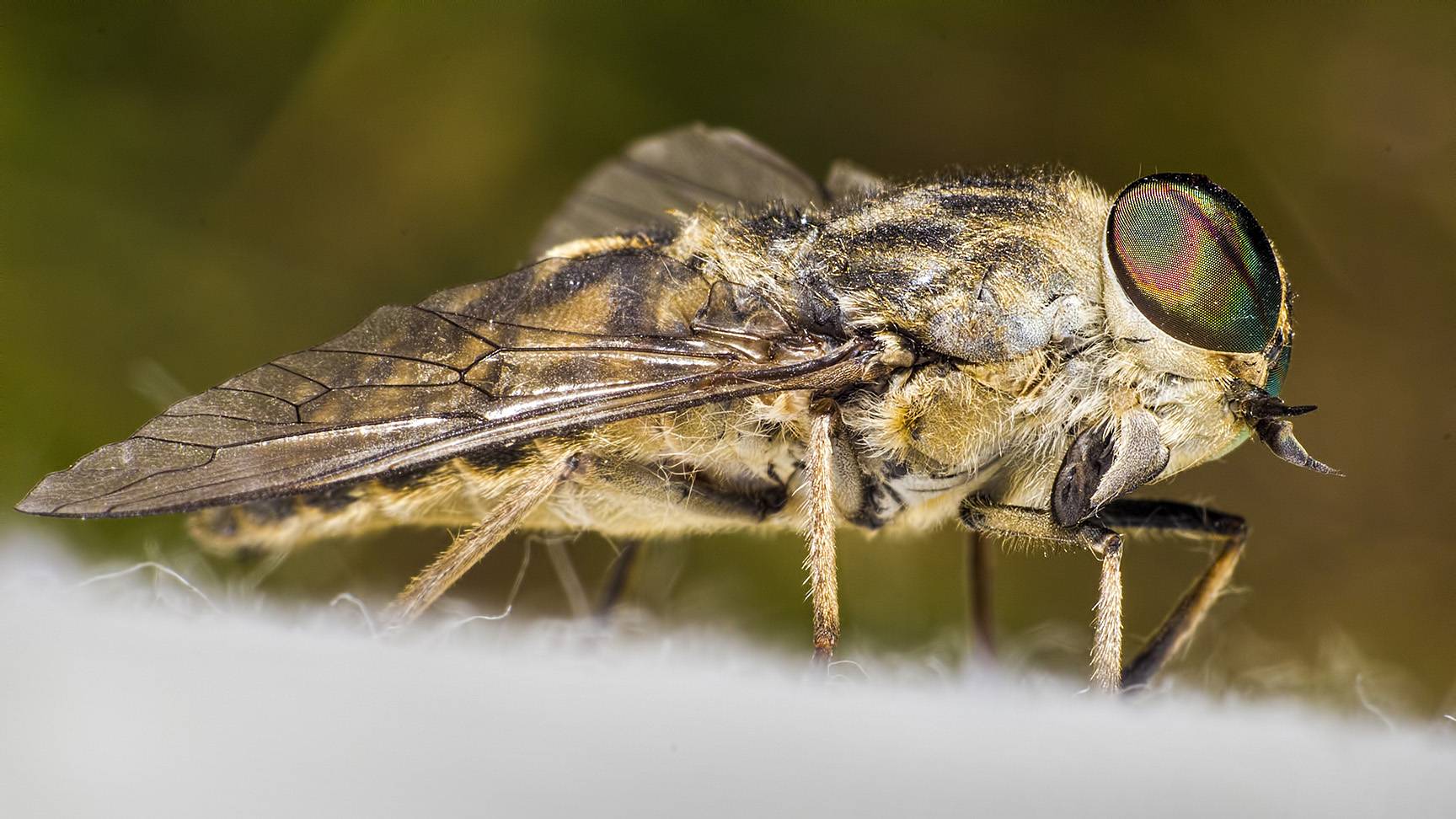 Horsefly