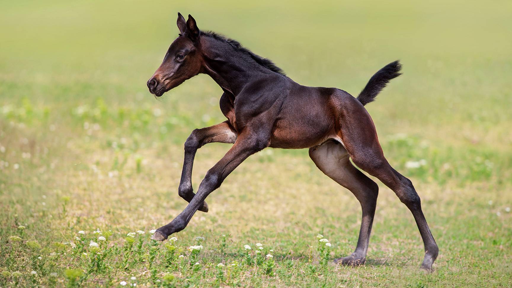 Foal on pasture
