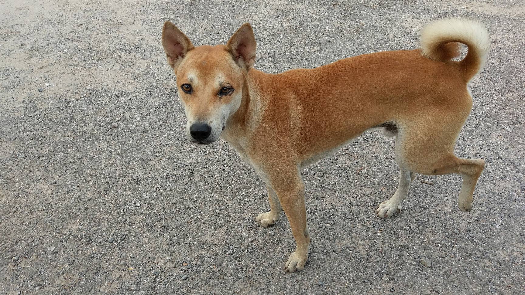 Hund mit hochgezogenem Hinterbein