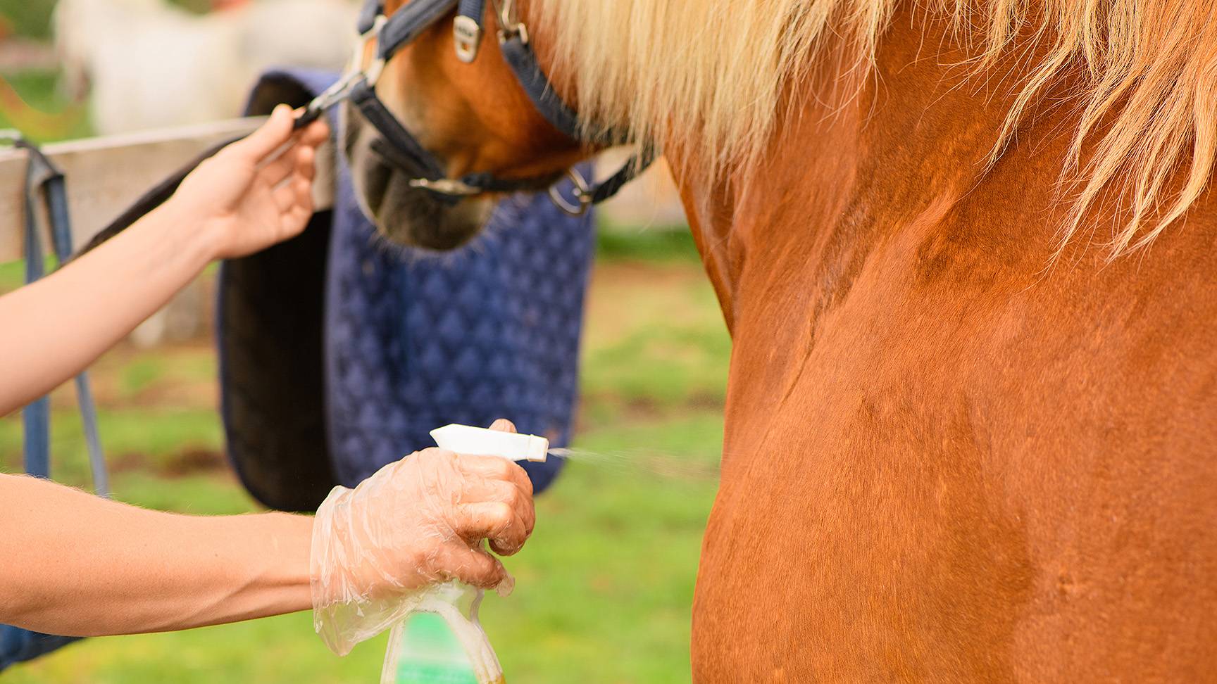 Horsefly spray